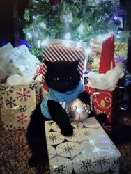 Lost Male Cat last seen Farwell and Market , Mead, WA 99021