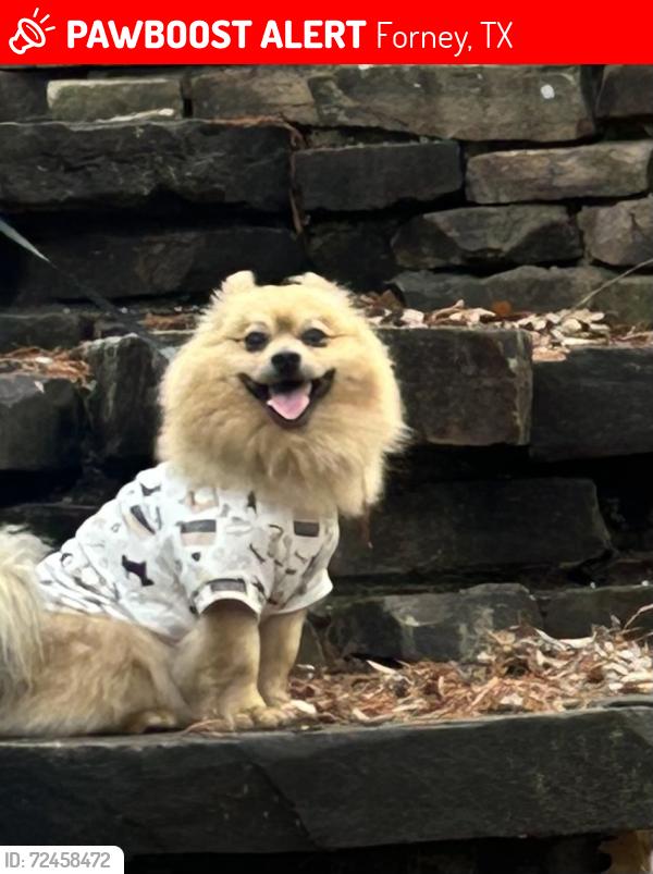Lost Male Dog last seen Clements across from the new Costco in Forney. , Forney, TX 75126