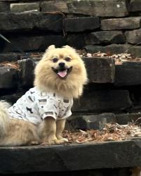 Lost Male Dog last seen Clements across from the new Costco in Forney. , Forney, TX 75126