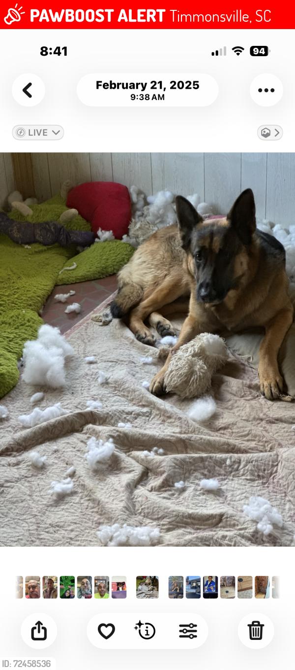 Lost Male Dog last seen Sally Hil St.& west Palmetto St, Timmonsville, SC 29161
