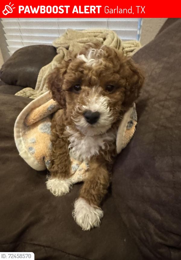 Lost Male Dog last seen Firewheel Pkwy & Pleasant Valley near Tom Thumb, Garland, TX 75040