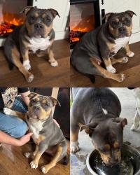 Lost Female Dog last seen on the corner of McArthur St and South Aransas St. Close to the Dash (Huffs) store! , Mathis, TX 78368