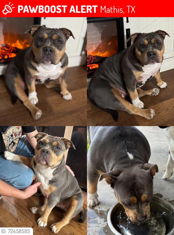 Lost Female Dog last seen on the corner of McArthur St and South Aransas St. Close to the Dash (Huffs) store! , Mathis, TX 78368
