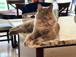 Lost Female Cat last seen St. Johns Parkway & Modoc, Visalia, CA 93292