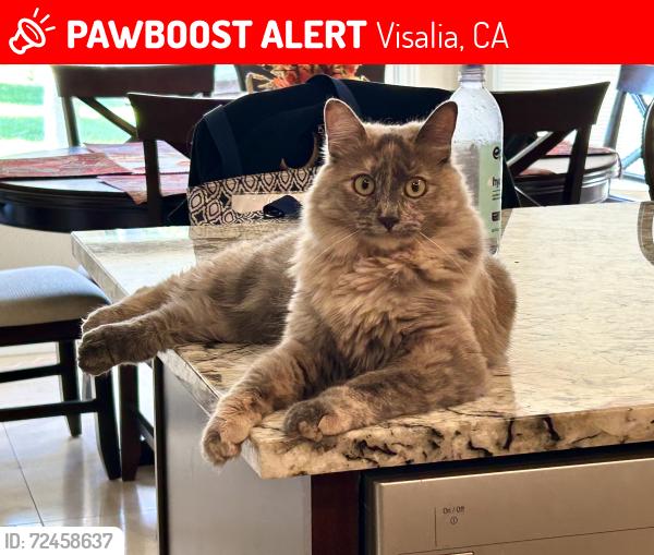 Lost Female Cat last seen St. Johns Parkway & Modoc, Visalia, CA 93292