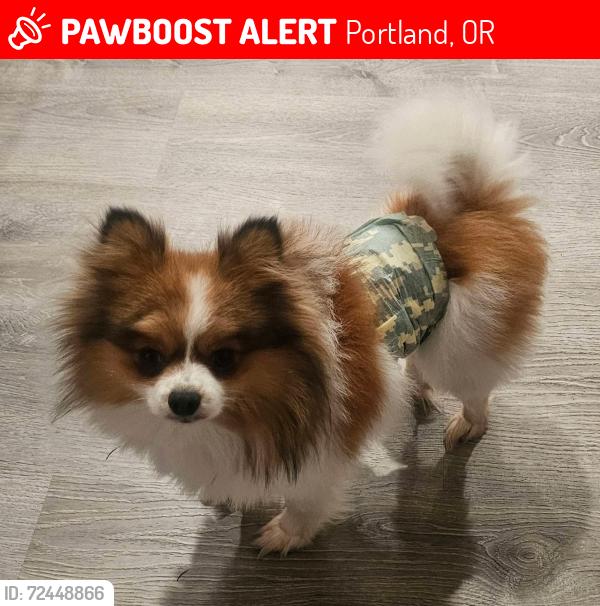 Lost Male Dog last seen Stark and 142nd Ave Portland Oregon , Portland, OR 97233