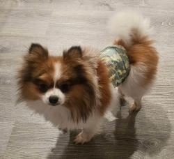 Lost Male Dog last seen Stark and 142nd Ave Portland Oregon , Portland, OR 97233