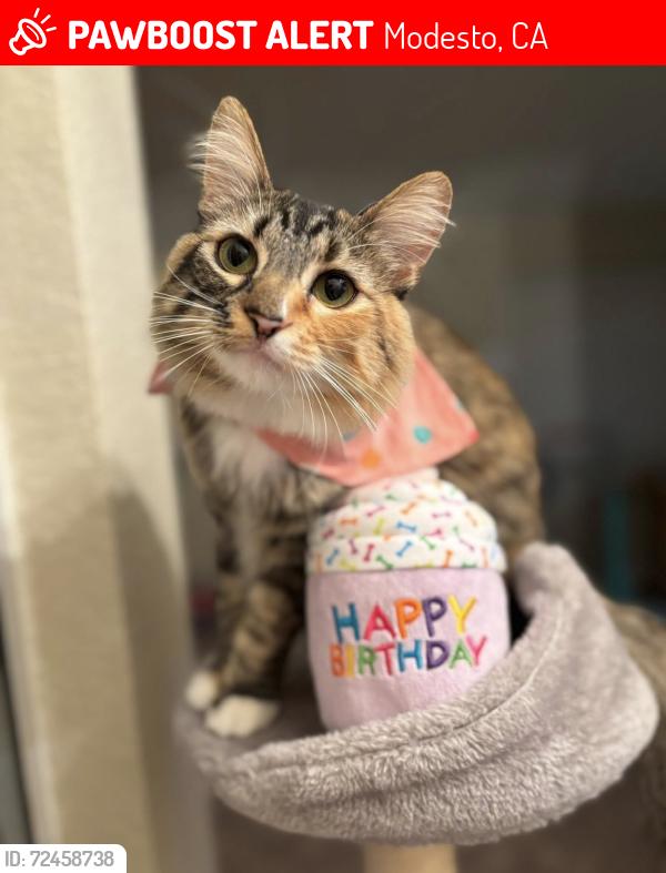 Lost Female Cat last seen Palisade and Prescott Road, Modesto, CA 95350