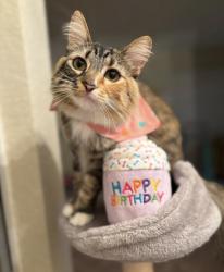Lost Female Cat last seen Palisade and Prescott Road, Modesto, CA 95350