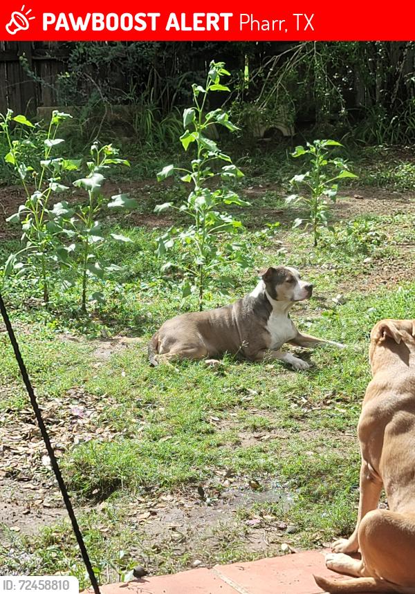 Lost Female Dog last seen CVS pharmmacy,Starbucks,ihop, Pharr, TX 78577