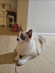 Lost Female Cat last seen D quince residence , Petaling Jaya, Selangor 47820