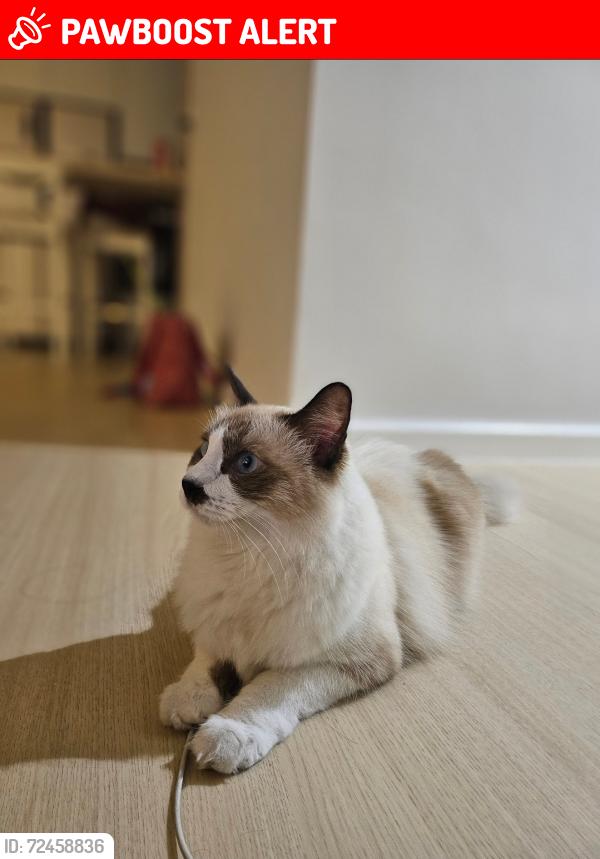 Lost Female Cat last seen D quince residence , Petaling Jaya, Selangor 47820
