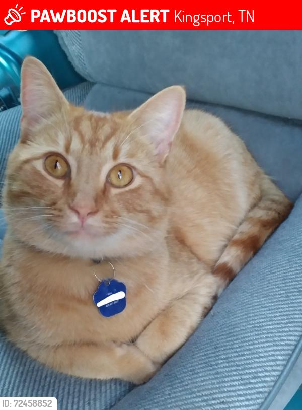 Lost Male Cat last seen Claremont rd/Leeland ave, Kingsport, TN 37660