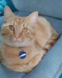 Lost Male Cat last seen Claremont rd/Leeland ave, Kingsport, TN 37660