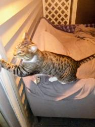Lost Male Cat last seen W. Queen & N. Calispel St., Spokane, WA 99205