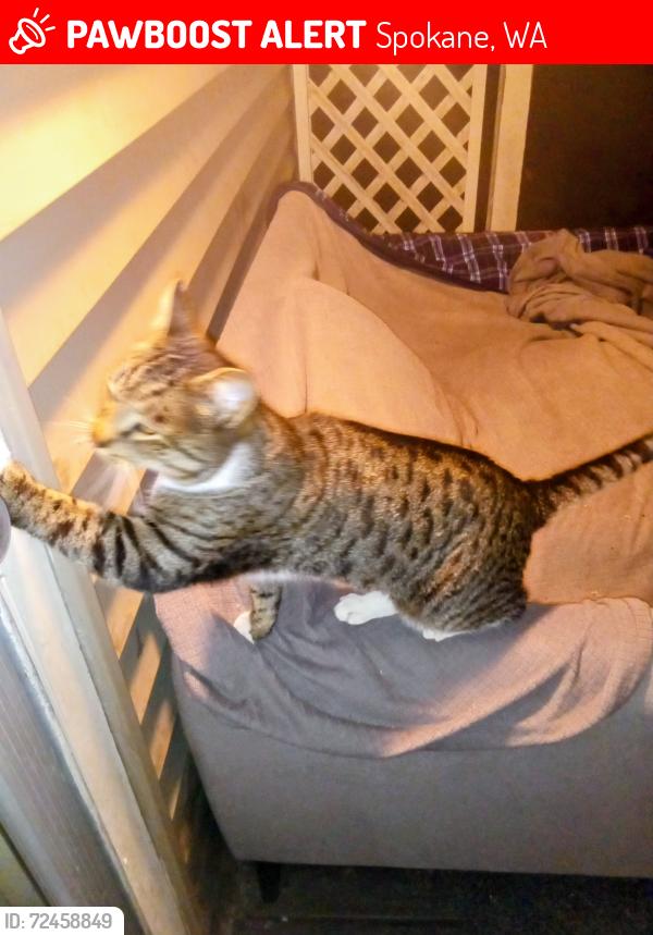Lost Male Cat last seen W. Queen & N. Calispel St., Spokane, WA 99205