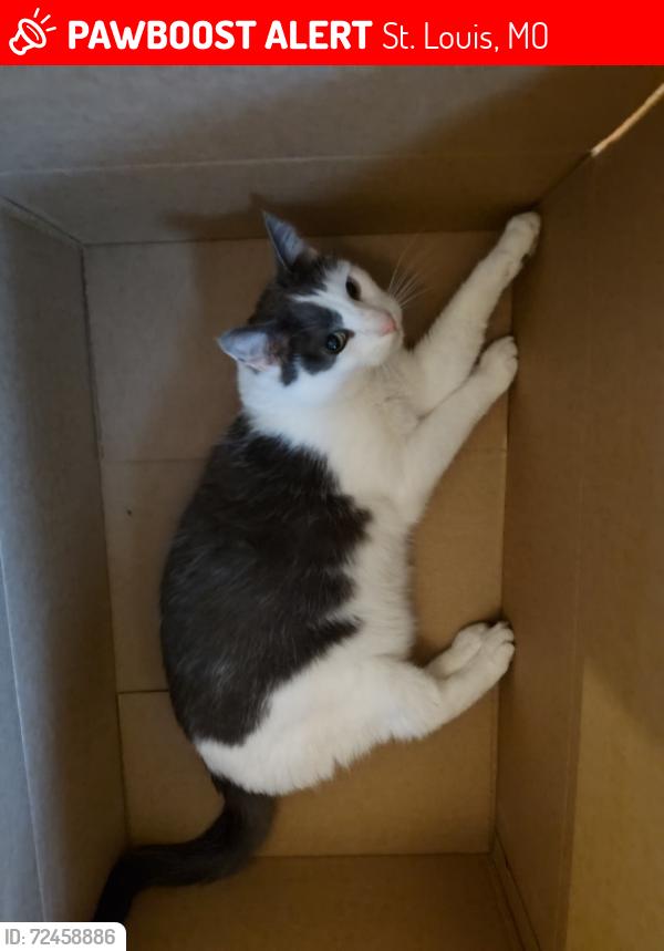 Lost Male Cat last seen Portis ave & Connecticut ave, St. Louis, MO 63116