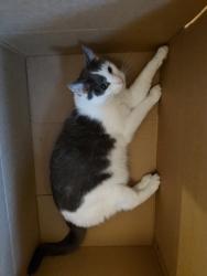 Lost Male Cat last seen Portis ave & Connecticut ave, St. Louis, MO 63116