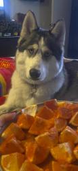 Reunited Female Dog last seen S 11th Pl & E Roeser Rd, Phoenix, AZ 85040, USA, Phoenix, AZ 85040