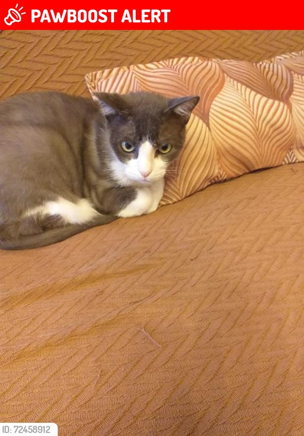 Lost Male Cat last seen Rua São Mateus Jardim do salso, Jardim do Salso, RS 91410-030