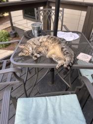 Lost Female Cat last seen N Peachtree Rd and N Shallowford, Chamblee, GA 30341
