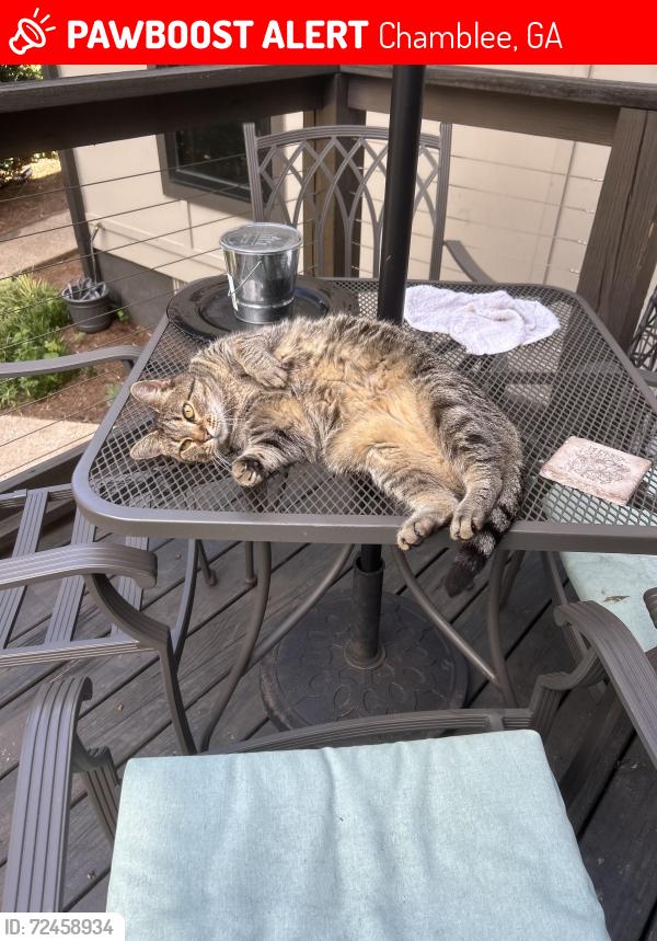 Lost Female Cat last seen N Peachtree Rd and N Shallowford, Chamblee, GA 30341