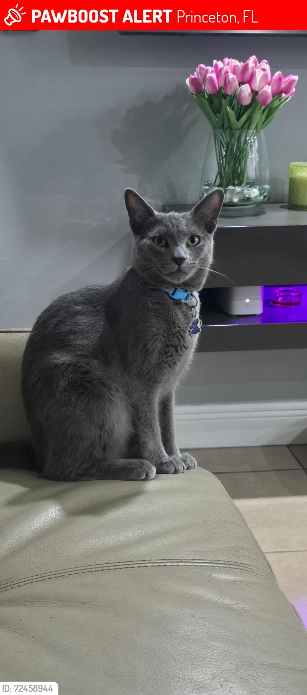 Lost Male Cat last seen Near sw 128 ave hmstd  33032, Princeton, FL 33032