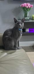 Lost Male Cat last seen Near sw 128 ave hmstd  33032, Princeton, FL 33032