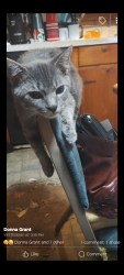 Lost Male Cat last seen Oakmont Dr. Columbia, SC 29223, Columbia, SC 29223