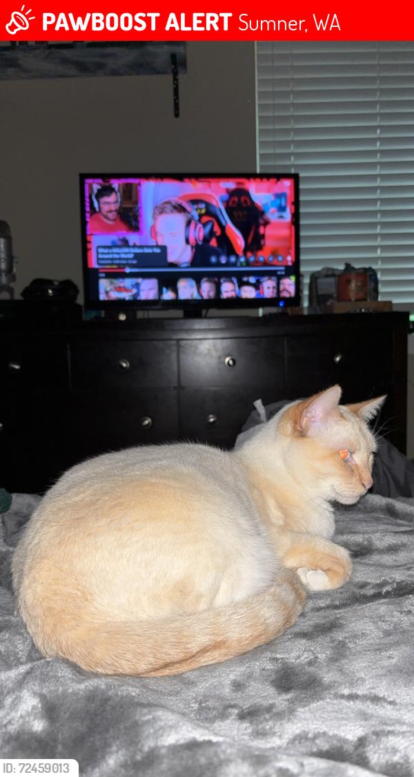 Lost Female Cat last seen Parking lot of The Retreat apmts toward the end that has the leasing office  , Sumner, WA 98390