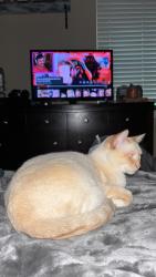 Lost Female Cat last seen Parking lot of The Retreat apmts toward the end that has the leasing office  , Sumner, WA 98390