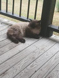 Lost Male Cat last seen Tate rd, Rocky Face, GA 30740