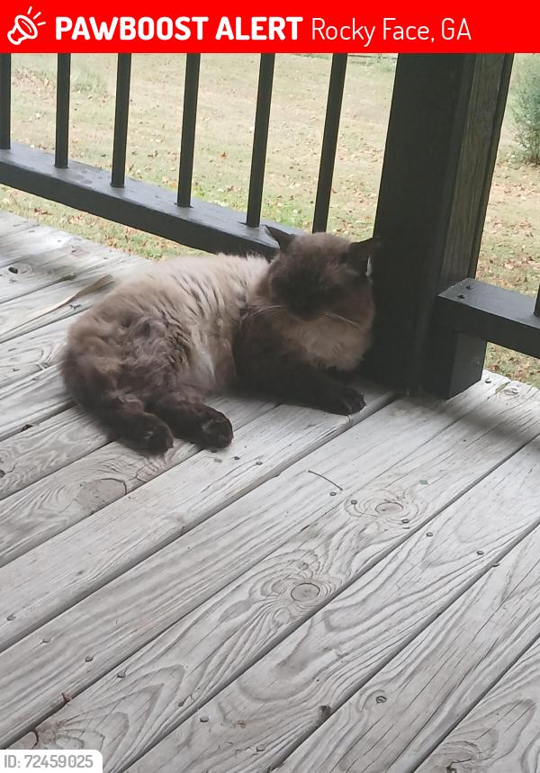 Lost Male Cat last seen Tate rd, Rocky Face, GA 30740