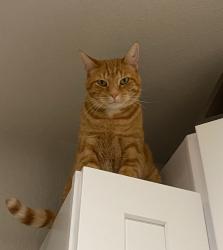 Lost Male Cat last seen Platteville Blvd and N Gantts Fort, Pueblo, CO 81007