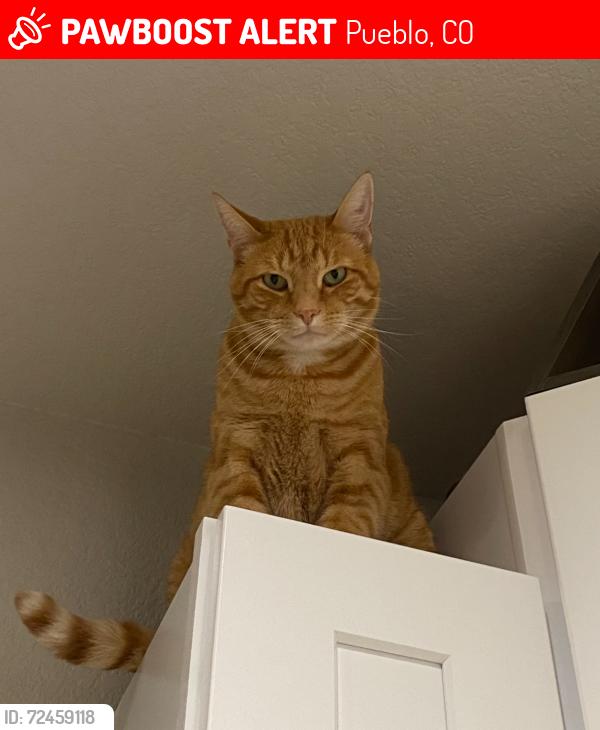 Lost Male Cat last seen Platteville Blvd and N Gantts Fort, Pueblo, CO 81007