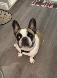 Lost Female Dog last seen Near 9th St SE Wibter Haven Fl, Winter Haven, FL 33880