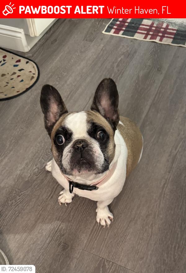 Lost Female Dog last seen Near 9th St SE Wibter Haven Fl, Winter Haven, FL 33880