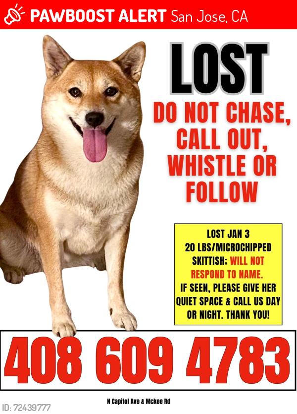 Lost Female Dog last seen Hidden Glen 95148, San Jose, CA 95148
