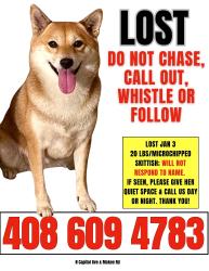 Lost Female Dog last seen Hidden Glen 95148, San Jose, CA 95148