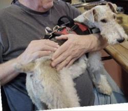 Lost Male Dog last seen Holly Bush Rd, Hwy 25, Brandon, MS 39047