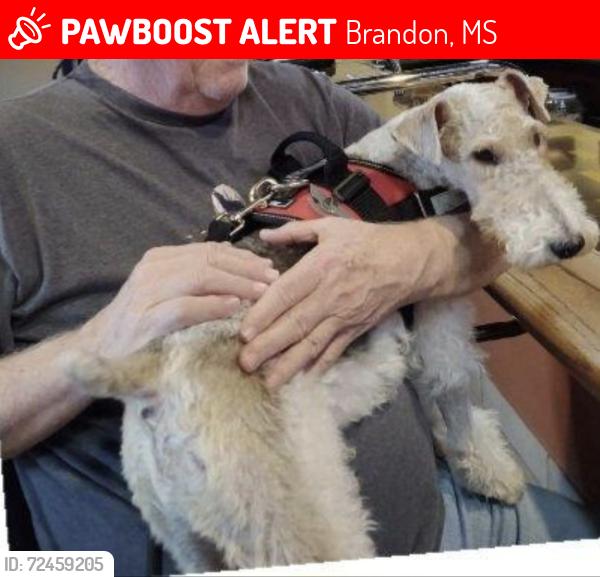 Lost Male Dog last seen Holly Bush Rd, Hwy 25, Brandon, MS 39047