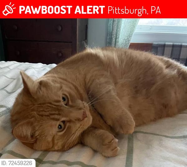 Lost Male Cat last seen Lindenwood, Frederick, Forestbrook ests, Upper St. Clair Township, PA 15241
