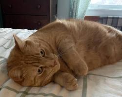 Lost Male Cat last seen Lindenwood, Frederick, Forestbrook ests, Upper St. Clair Township, PA 15241