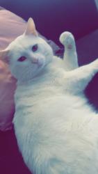 Lost Male Cat last seen Shawnee st and Cherokee ave. Near the eastside church of christ, Denton, TX 76209