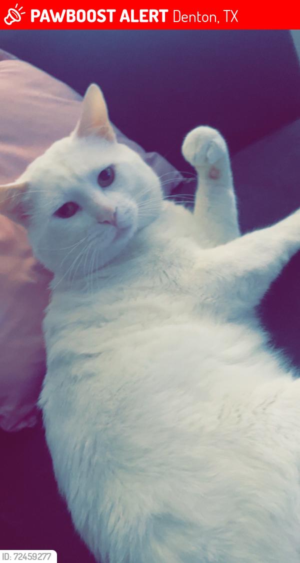 Lost Male Cat last seen Shawnee st and Cherokee ave. Near the eastside church of christ, Denton, TX 76209