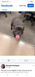 Found/Stray Female Dog last seen GMC Dealer , Bakersfield, CA 93304