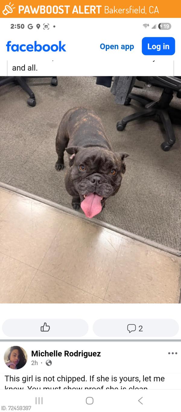 Found/Stray Female Dog last seen GMC Dealer , Bakersfield, CA 93304