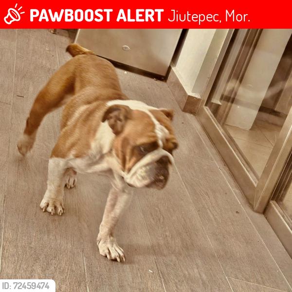 Lost Female Dog last seen Tezontepec caseta 2 Fraccionamiento las fincas , Jiutepec, Mor. 62565