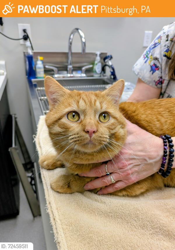 Rehomed Male Cat last seen Gilmore Ave. near WPJWA, Pittsburgh, PA 15235