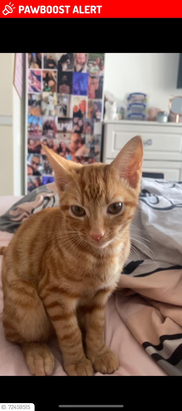 Lost Male Cat last seen Southshore , Blackpool, England FY4